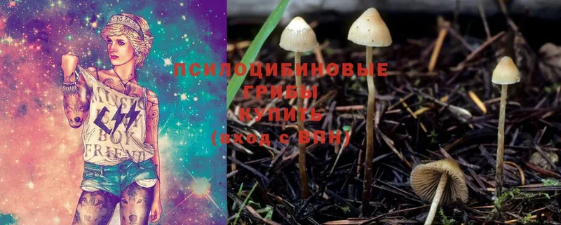 хочу наркоту  Боровичи  Галлюциногенные грибы Magic Shrooms 